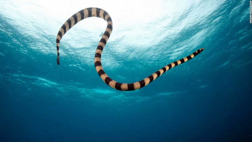 O veneno de cobras marinhas também é pouco estudado