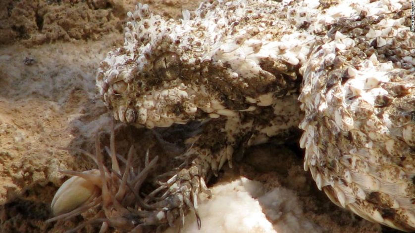 Víbora cornuda rabo-de-aranha