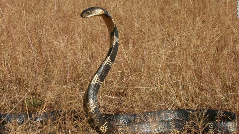 Pesquisadores de Cingapura estudam a cobra-real