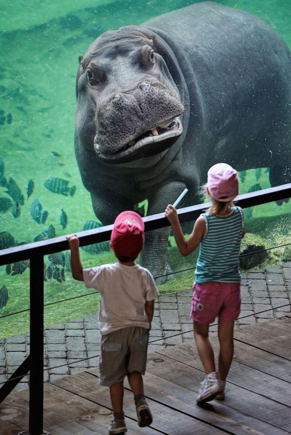 Valencia's Friendly Hippo