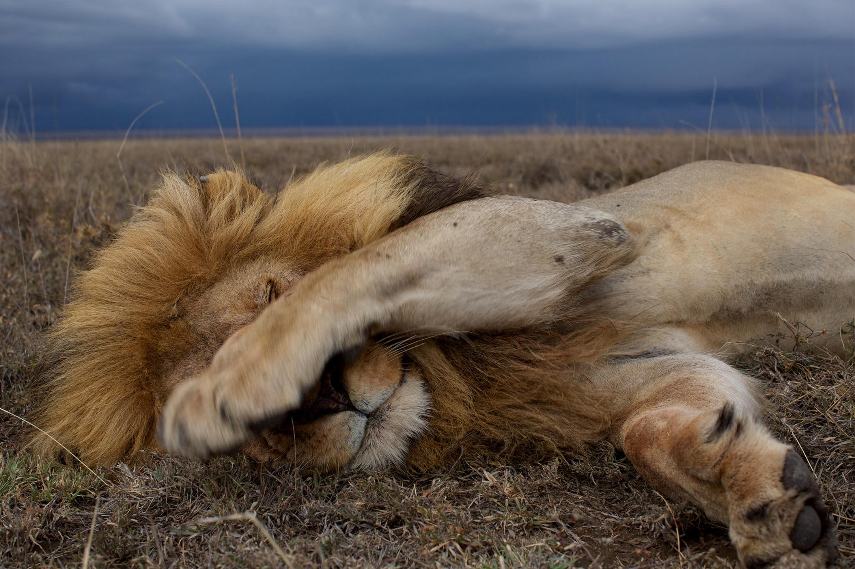 A lion sleep during the day. Спящие львы. Сонный Лев. Спящий Львенок.