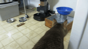gato maquina de alimentacao (2)