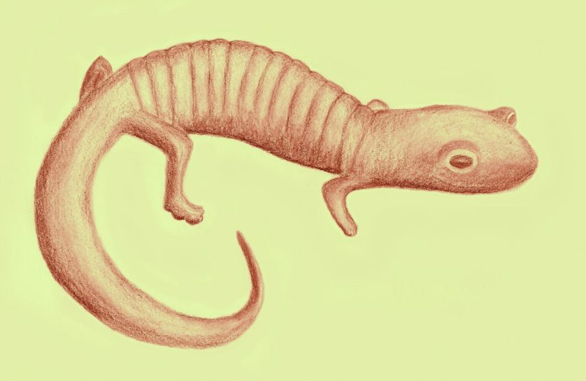 salamandra 20 milhoes de anos 2