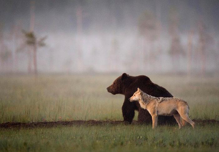 urso e lobo melhores amigos (5)