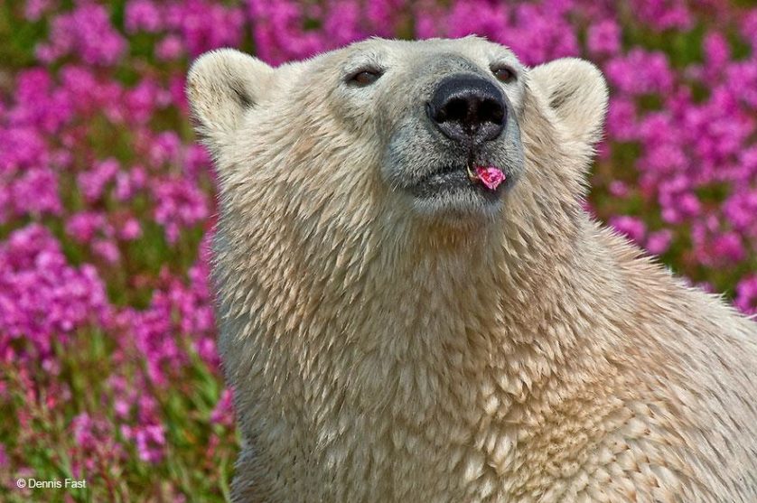 ursos polares primavera (5)