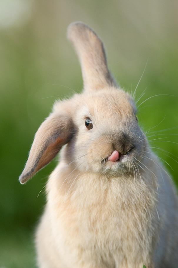 coelhos mais fofos (13)