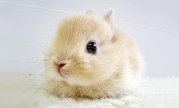 coelhos mais fofos (18)