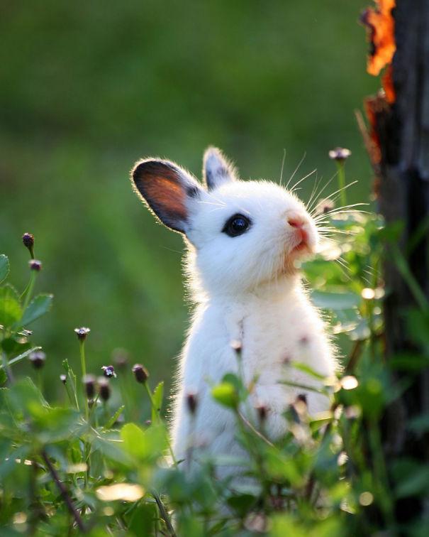 fotos de coelhos