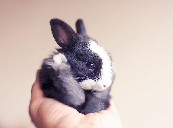 coelhos mais fofos (23)