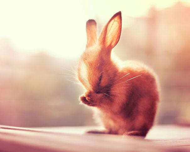 coelhos mais fofos (24)