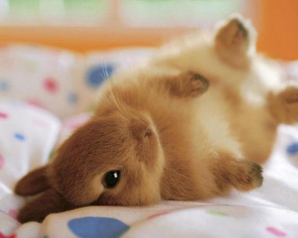 coelhos mais fofos (8)