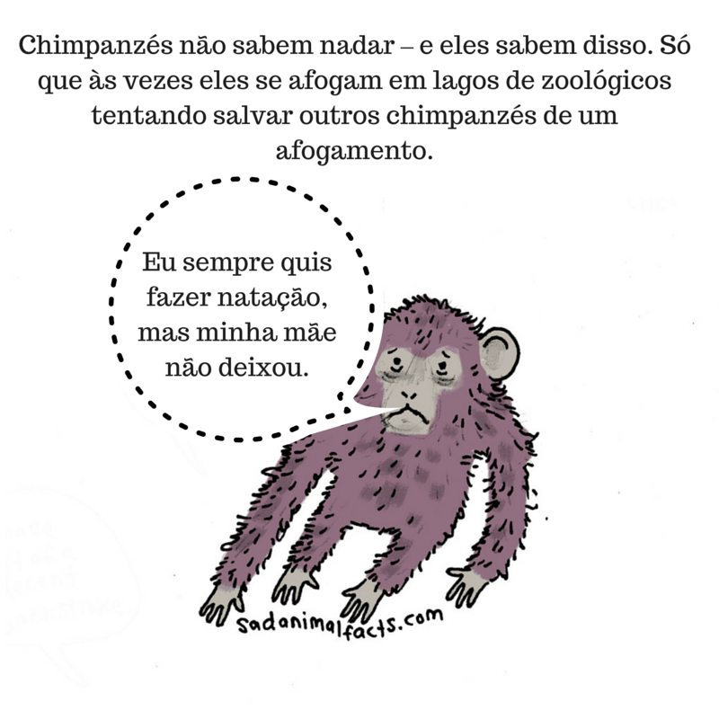fatos animais chimpanzés