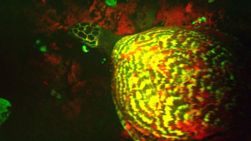 tartaruga marinha bioluminescente 2