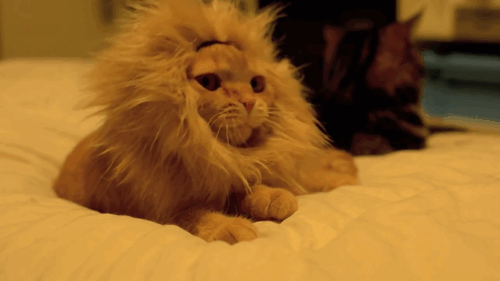 gatos domésticos leões