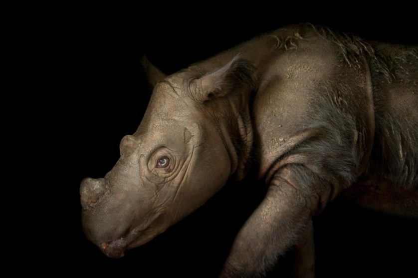 Harapan, um rinoceronte de Sumatra macho de quatro anos (Dicerorhinus sumatrensis) no Centro de Conservação White Oak, EUA