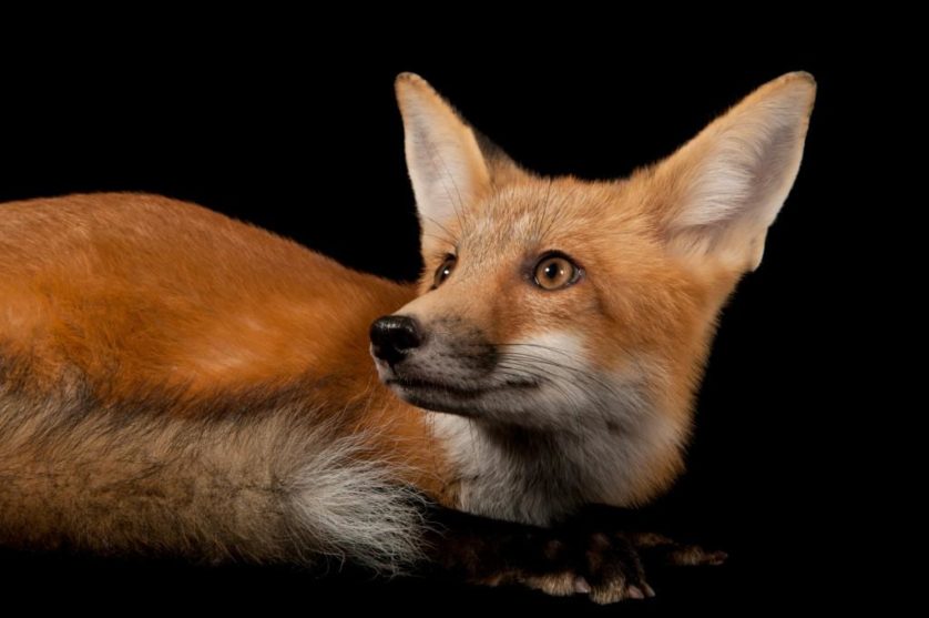 Uma raposa vermelha (Vulpes vulpes)