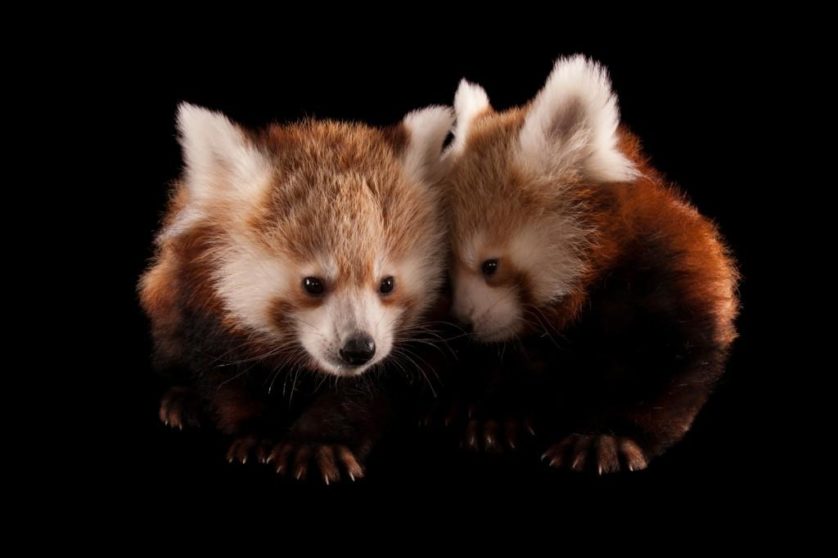 Pandas-vermelhos gêmeos de três meses de idade (Ailurus fulgens fulgens) no jardim zoológico de Lincoln