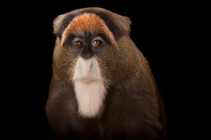 Macaco de De Brazza (Cercopithecus neglectus) no jardim zoológico de Omaha