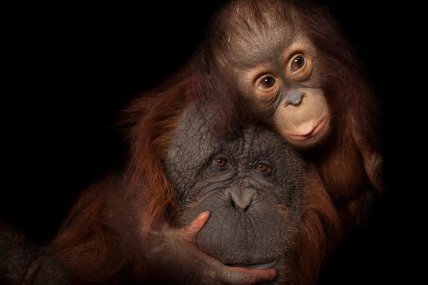 Uma bebê orangotango-de-bornéu (Pongo pygmaeus) chamada Aurora, com sua mãe adotiva, Cheyenne, um cruzamento de orangotango-de-bornéu com orangotango-de-sumatra (Pongo pygmaeus x abelii) no jardim zoológico de Houston
