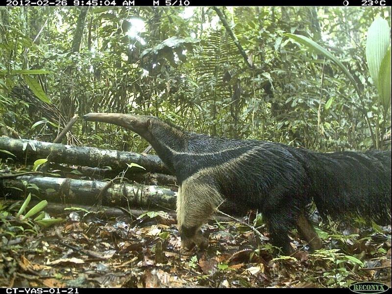animais selfies florestas tropicais 4