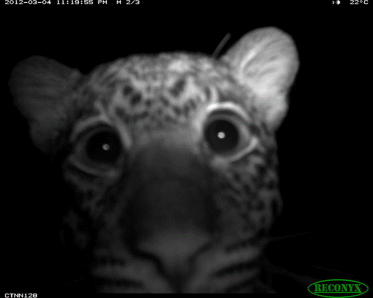 animais selfies florestas tropicais 6