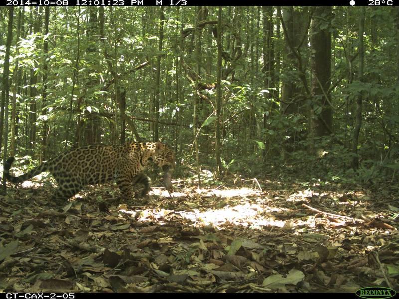 A jaguar (Panthera onca) with prey.