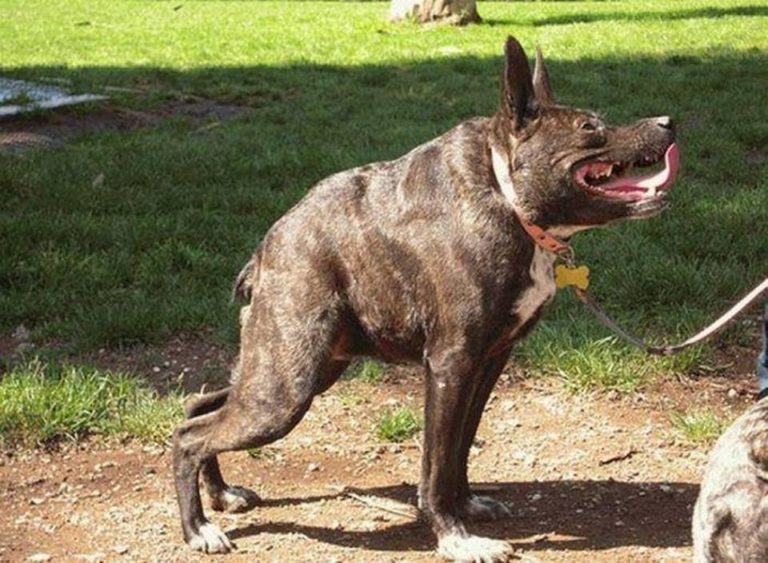 O que aconteceu com esse cachorro?