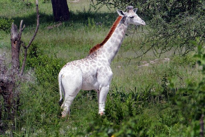 girafa albina omo (2)