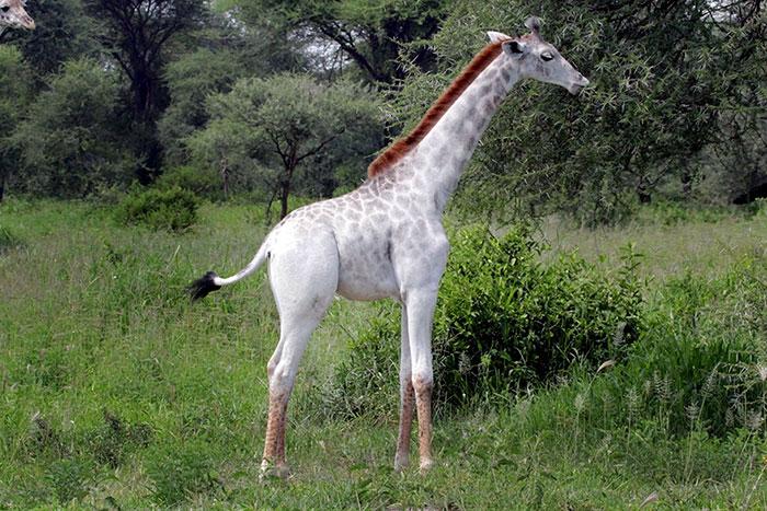 girafa albina omo (5)