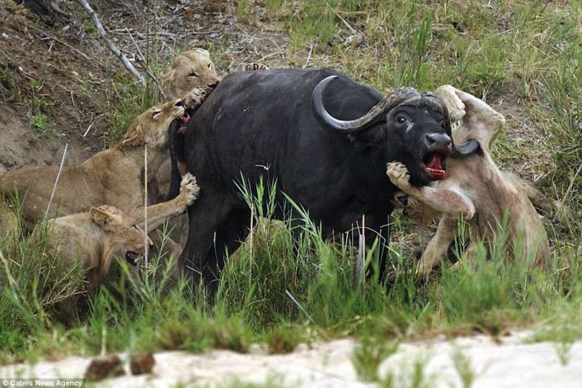 leoes atacam bufalo (3)