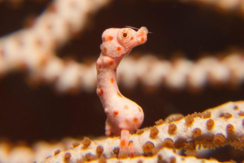 Denise Pygmy Seahorse- Hippocampus denise-1