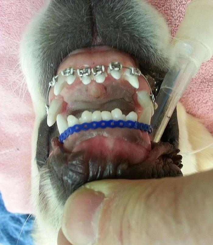 cachorro usando aparelho nos dentes (1)