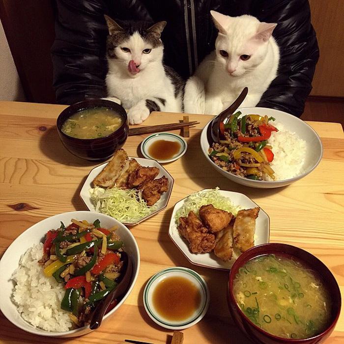 gatos ver seus donos comerem (1)