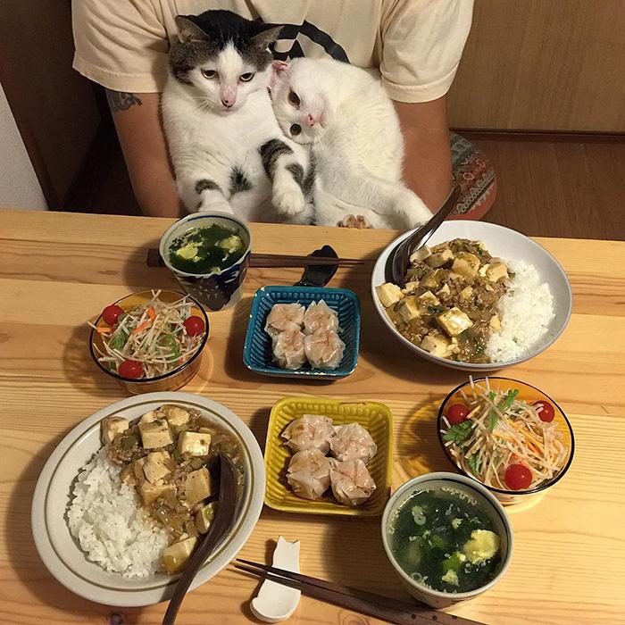 gatos ver seus donos comerem (10)