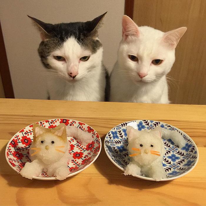 gatos ver seus donos comerem (15)