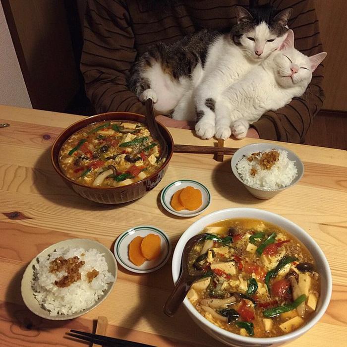 gatos ver seus donos comerem (3)