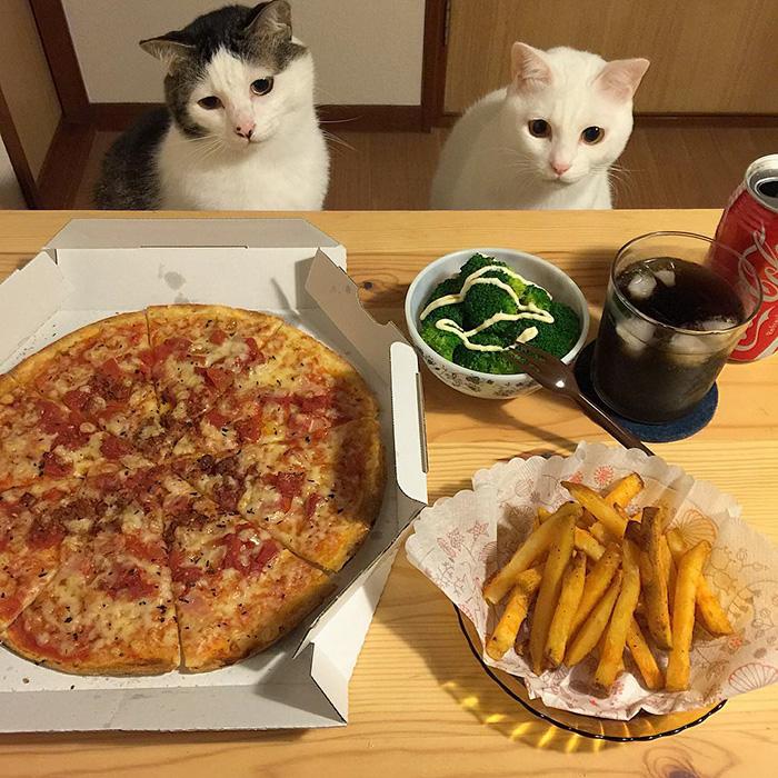 gatos ver seus donos comerem (4)
