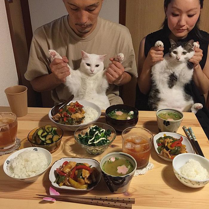 gatos ver seus donos comerem (5)
