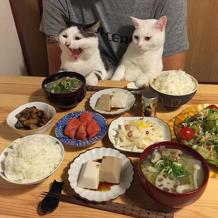 gatos ver seus donos comerem (7)