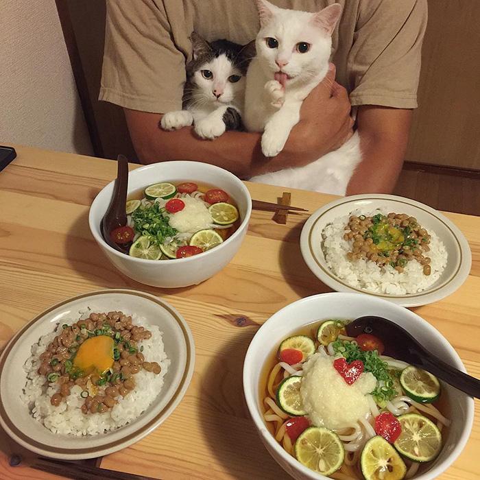 gatos ver seus donos comerem (9)
