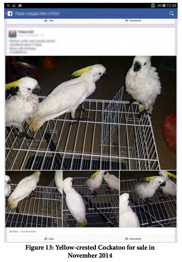 venda ilegal animais extincao facebook 5