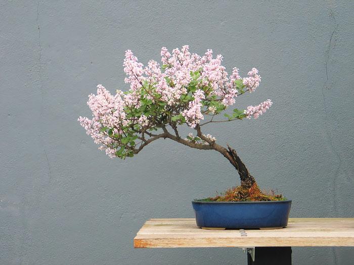 arvores bonsai 17