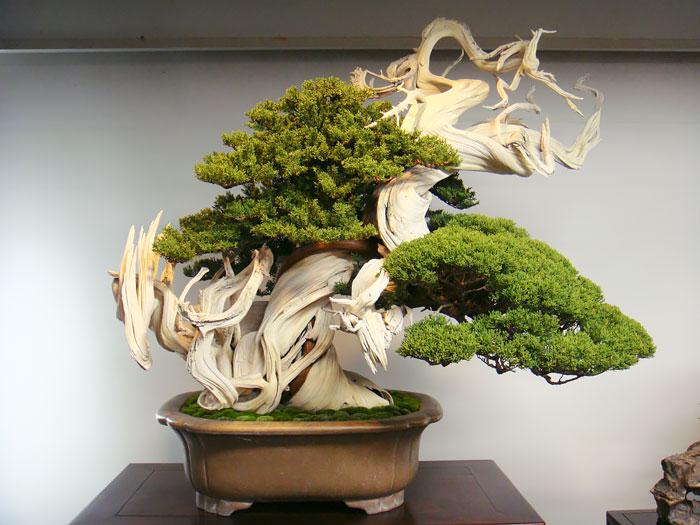 arvores bonsai 2