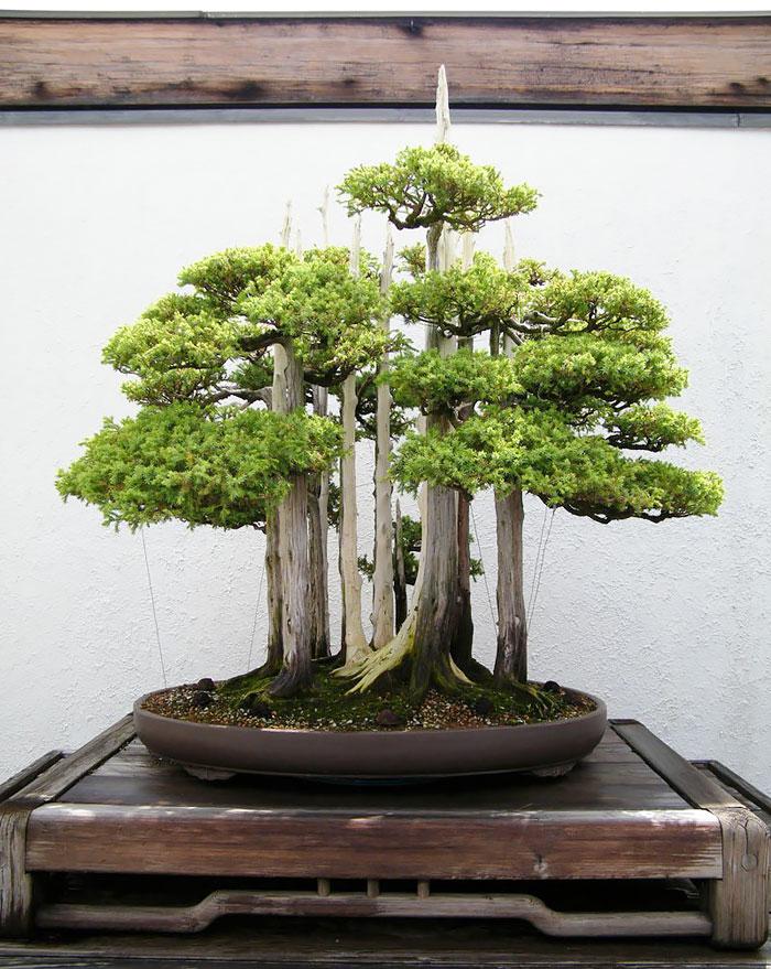 arvores bonsai 6