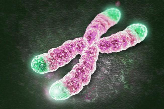 reverter envelhecimento celulas telomeres