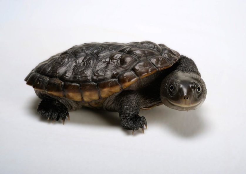 Chelodina reimanni, tartaruga de pescoço de cobra de Reimann, ganhou este nome pelo pescoço comprido.