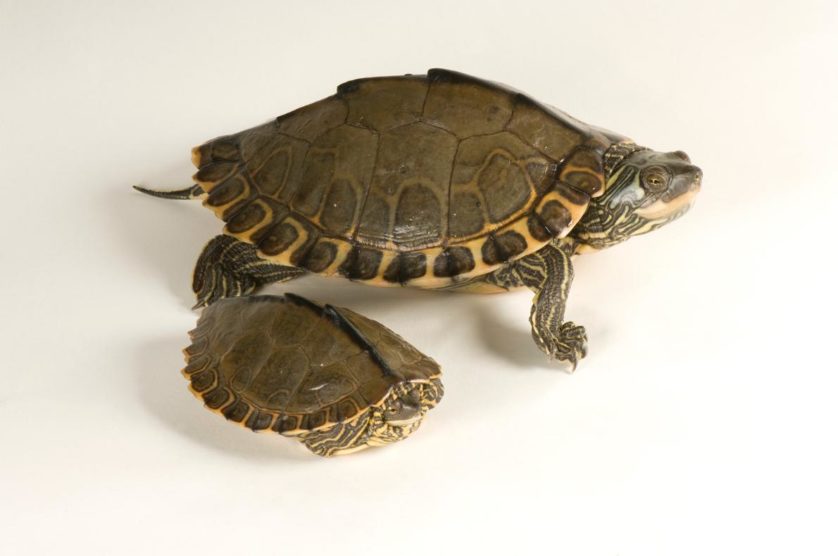 Graptemys gibbonsi, a tartaruga do Rio Pérola, uma espécie ameaçada, sua população declinou entre 80 e 90% desde os anos 1950