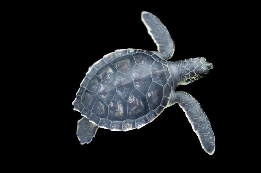 Chelonia mydas, a tartaruga marinha verde, é uma espécie ameaçada. Quando este bebê crescer, poderá pesar mais de 310 kg.=