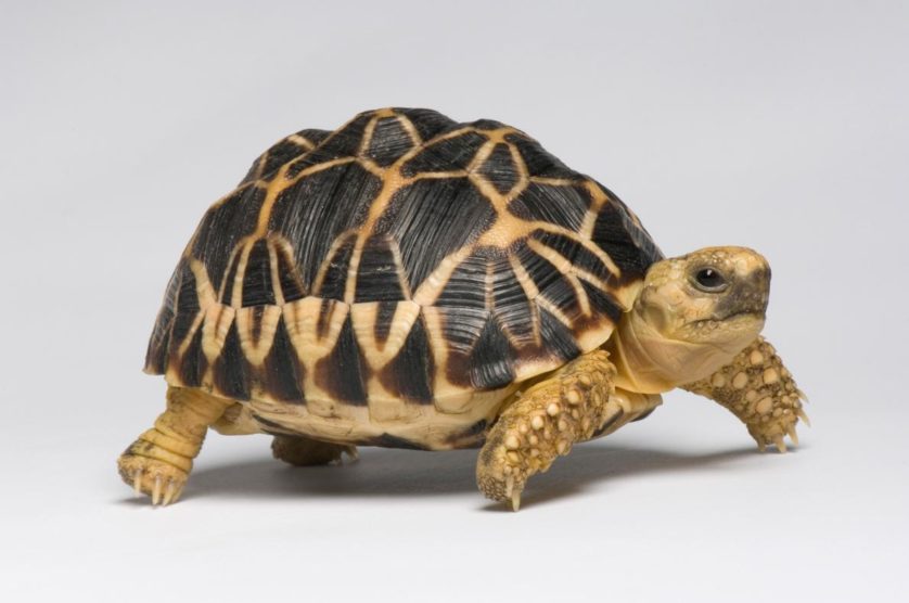Geochelone platynota, nativa do Myanmar, a tartaruga estrelada birmanesa também está ameaçada