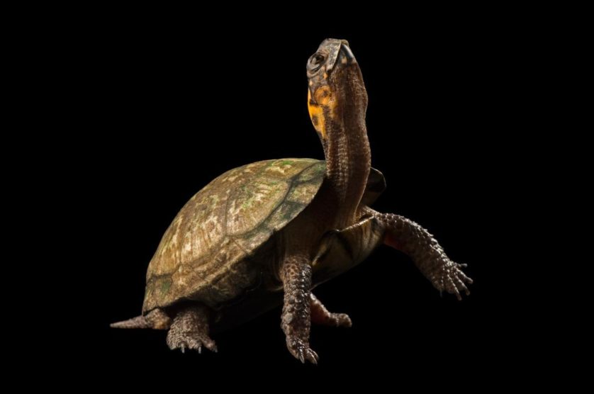 Gryptemys muhlembergii, uma tartaruga ameaçada que vive na região leste dos EUA